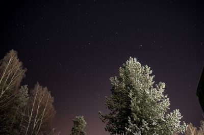 Low angle view of trees against sky at night