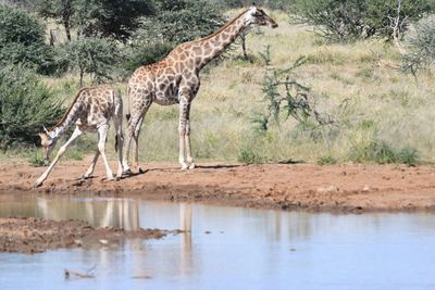 Side view of giraffe drinking water