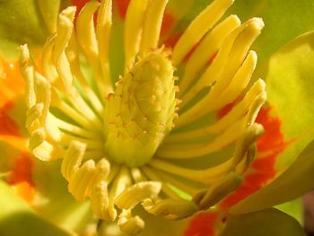 Close-up of yellow flower