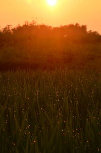 Scenic view of field against sky during sunset