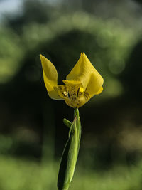 Close-up of yellow flowering plant