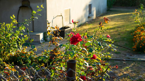 Flowering plants in yard against building