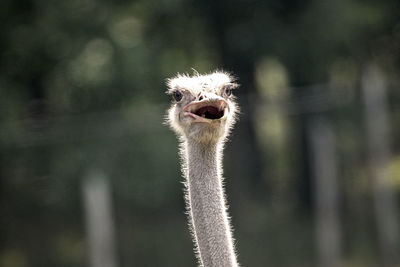 Close-up portrait of a bird