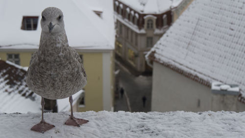 Close-up of bird on snow