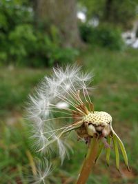 Close-up of dandelion against blurred background