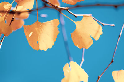 Low angle view of flowering plants against blue sky