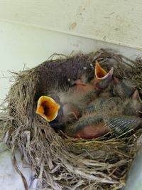 High angle view of birds in nest