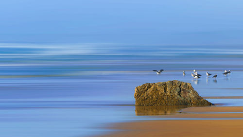 Bird perching on beach