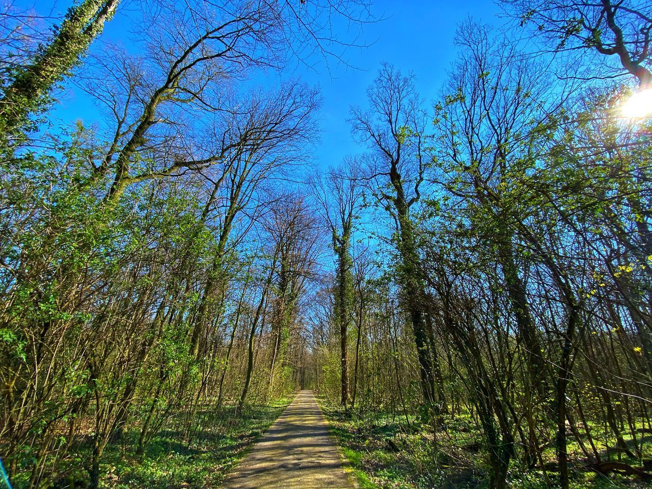 FOOTPATH AMIDST TREES AND PLANTS IN FOREST