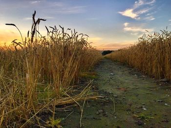 Scenic view of field against sky during sunset