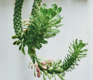 Close-up of potted plant against wall