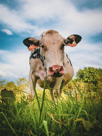 Portrait of cow on field