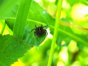 Close-up of spider on leaf