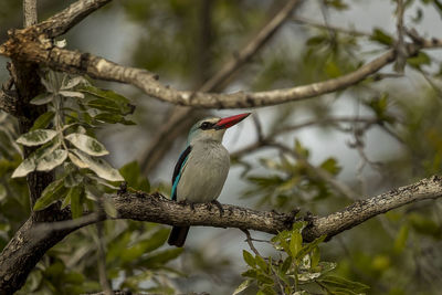 Low angle view of bird perching on tree