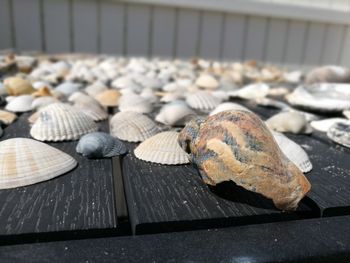 Close-up of seashell