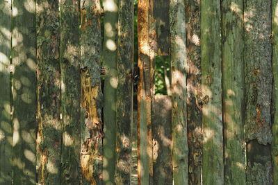 Full frame shot of tree trunk in forest