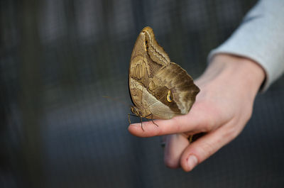 Close-up of man holding leaf