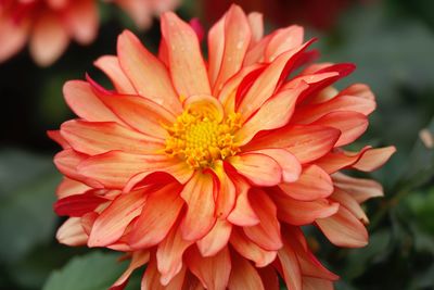 Close-up of orange dahlia blooming outdoors