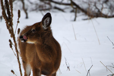 Deer in a snow