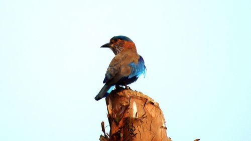 Close-up of bird perching on blue wall