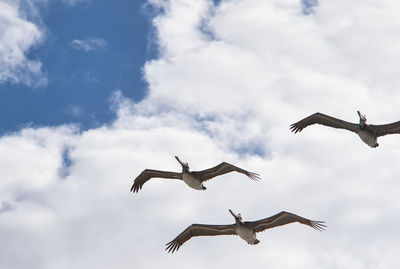 Low angle view of seagulls flying