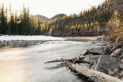 Scenic view of river in forest against sky