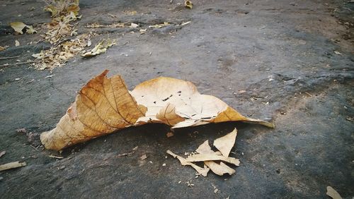 High angle view of maple leaf on street