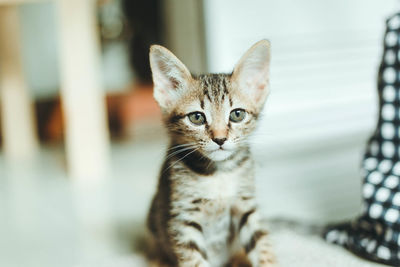 Portrait of tabby kitten