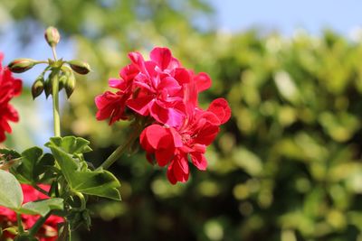 Close-up of pink flowering plant