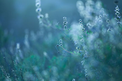 Spring and summer field with planta at sunset. blue natural background