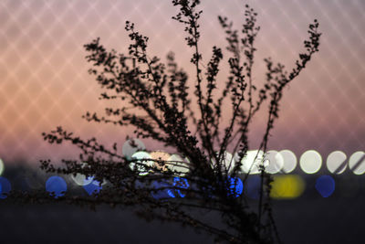 Close-up of plants against sky