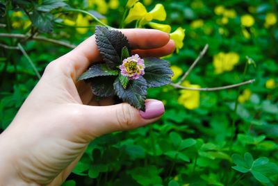 Midsection of person holding flowering plant