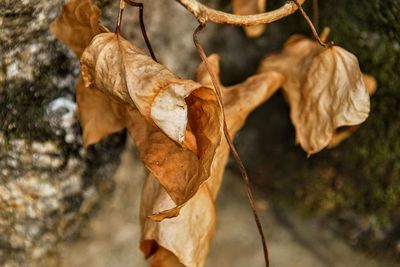 Close-up of dry leaves against blurred background