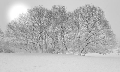 Close-up of white flowers
