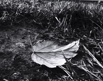 Close-up of dry leaf on grass