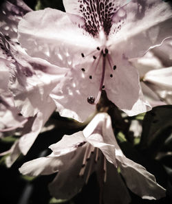 Close-up of flower blooming outdoors