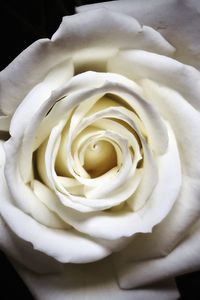 Close-up of rose bouquet