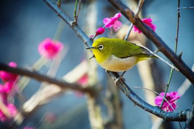 Close-up of bird perching on pink flower