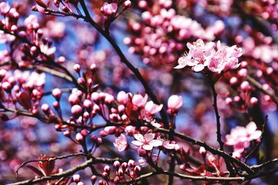 Pink blooming cherry tree