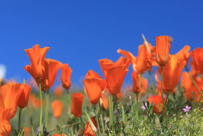 Close-up of orange flowering plants on field against blue sky