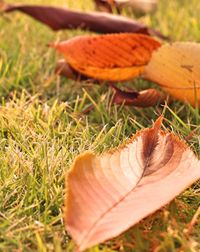Close-up of mushroom growing on field
