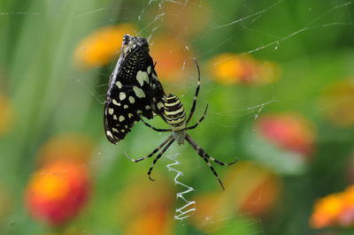 Close-up of spider on web