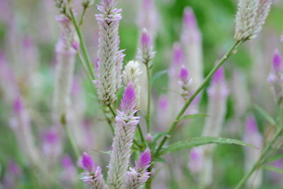 Close-up of purple flowering plant on field