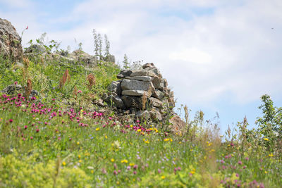 Flowering plants on land against sky