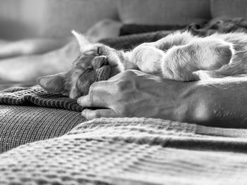 Dog sleeping on sofa at home