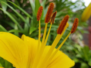 Close-up of yellow day lily blooming outdoors