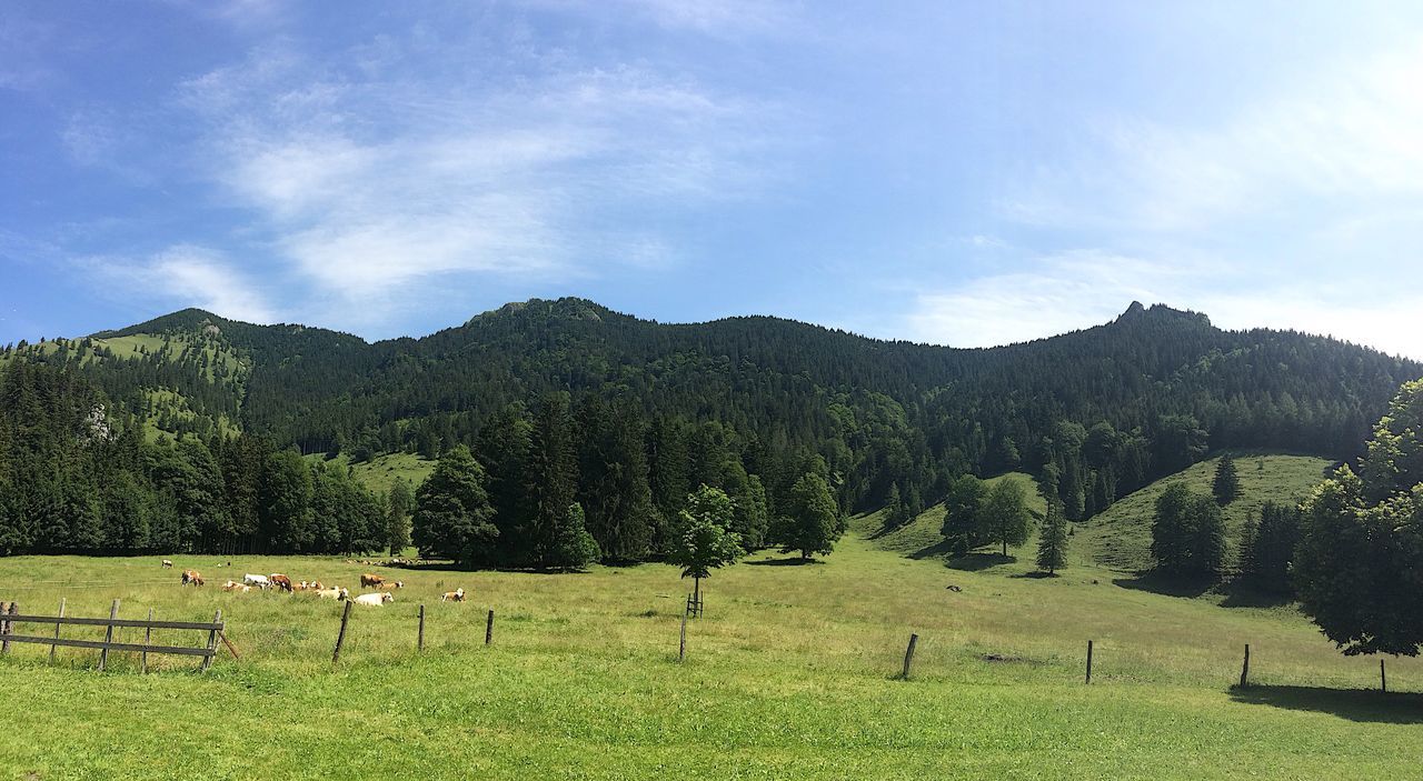 plant, tree, sky, beauty in nature, grass, cloud - sky, environment, tranquil scene, green color, tranquility, mountain, land, landscape, nature, field, scenics - nature, no people, growth, day, fence, outdoors