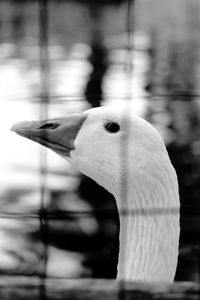 Close-up of swan