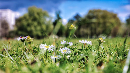 Close-up of white flowering plants on field