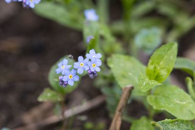 Close-up of small flowering plant